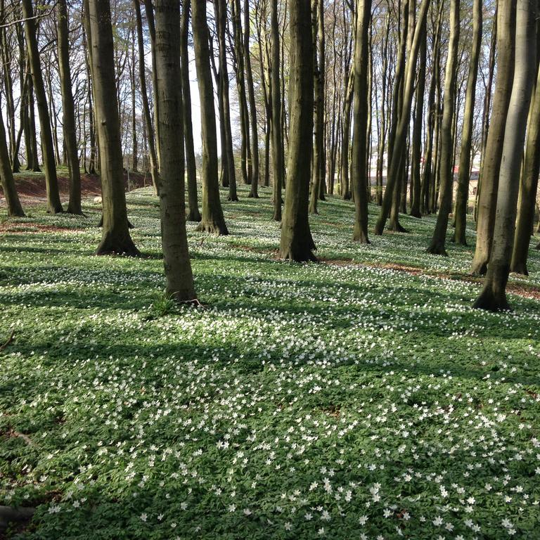 Appartamento Hof Uhleck Am Koenigsstuhl Lohme Camera foto