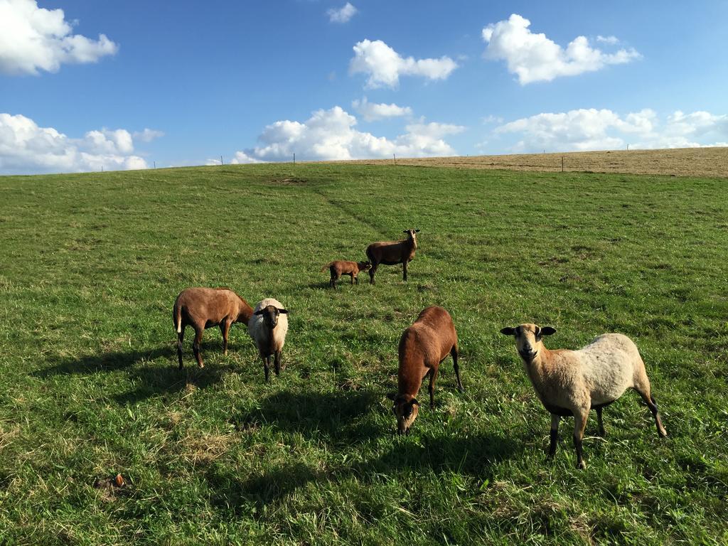Appartamento Hof Uhleck Am Koenigsstuhl Lohme Esterno foto